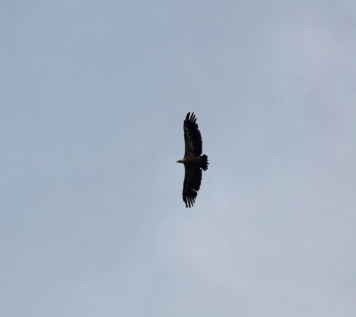 Eurasian Griffon - ML645167452