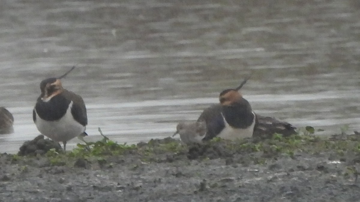 Temminck's Stint - ML645167453