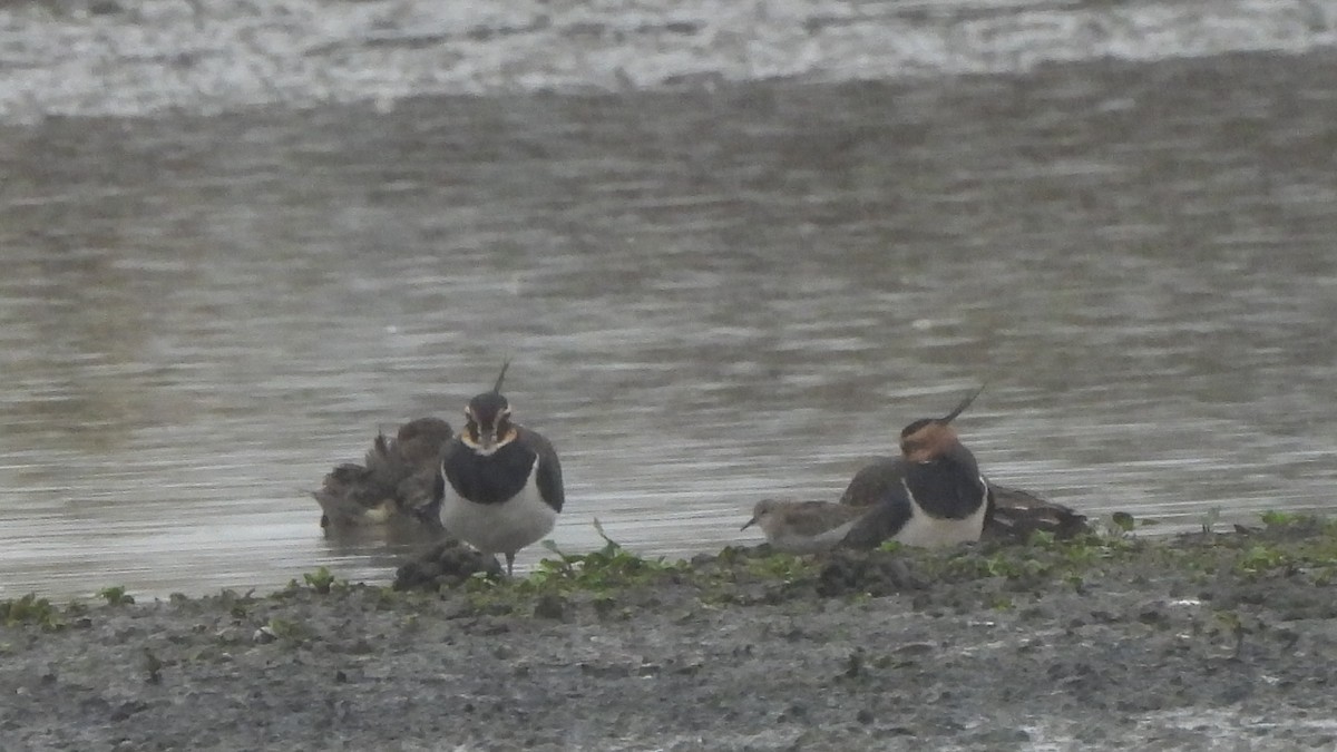 Temminck's Stint - ML645167454