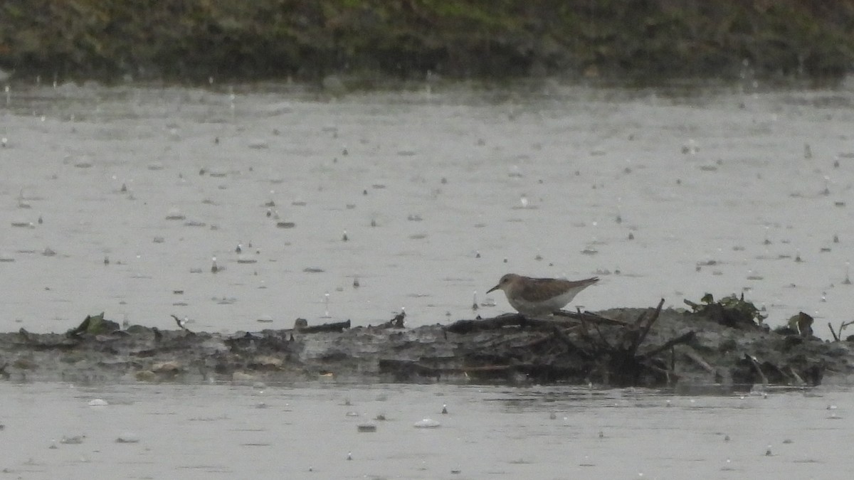 Temminck's Stint - ML645167455