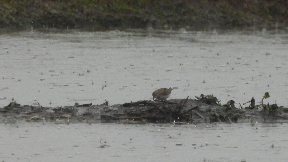 Temminck's Stint - ML645167456