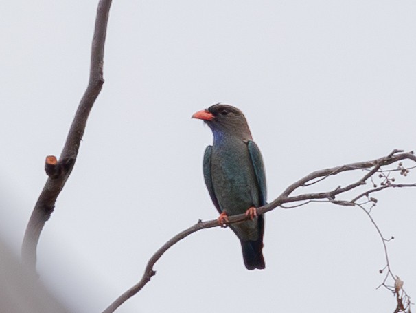 Dollarbird - ML645167472