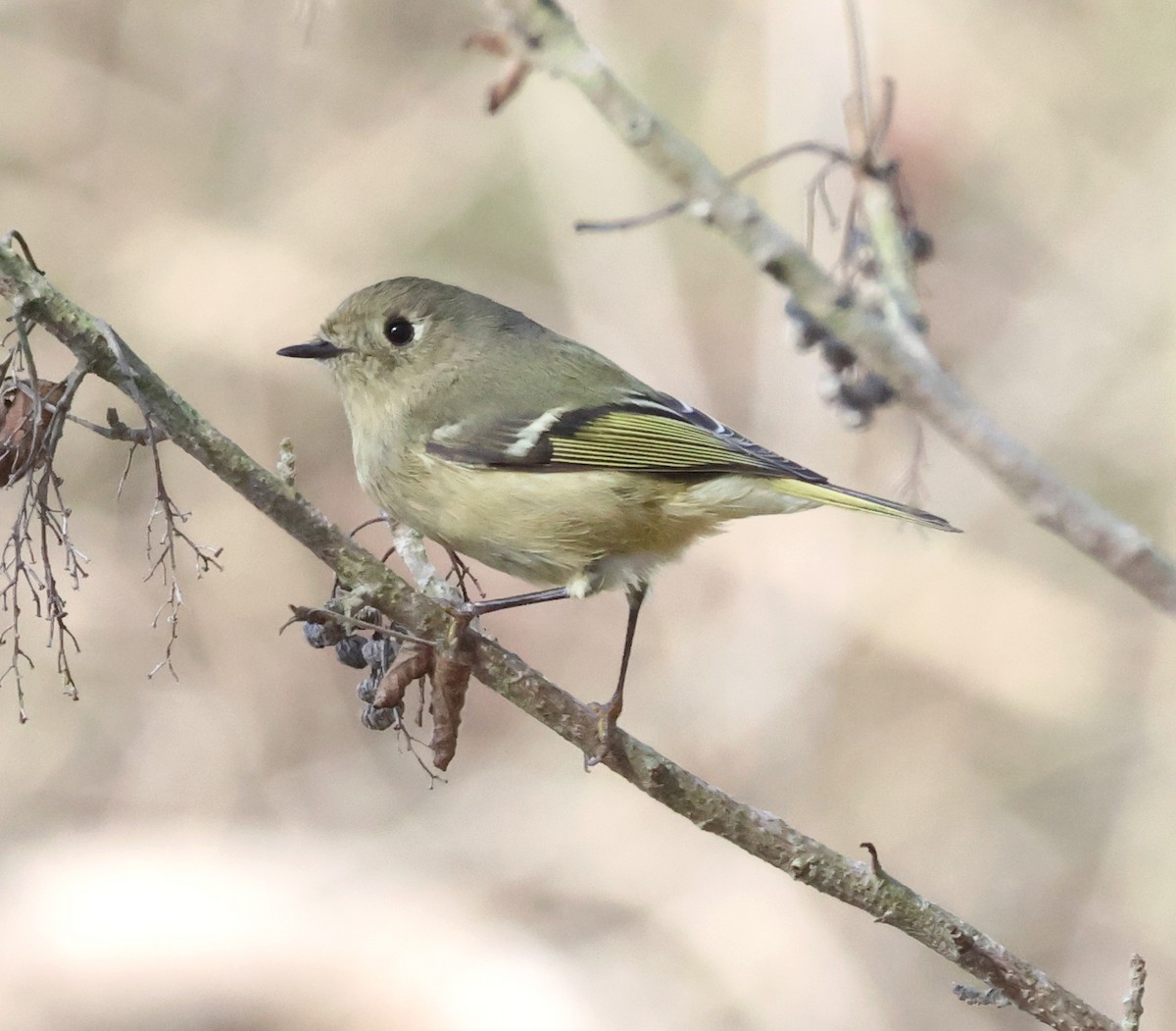 ルビーキクイタダキ - ML645167474