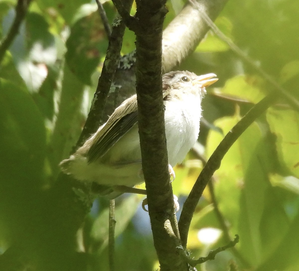 Красноглазый виреон - ML645167477