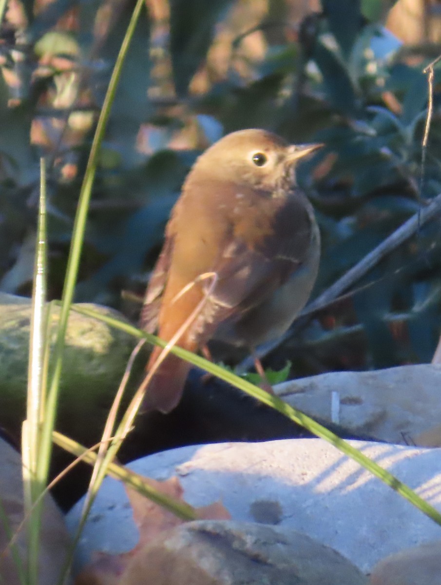 Hermit Thrush - ML645167483