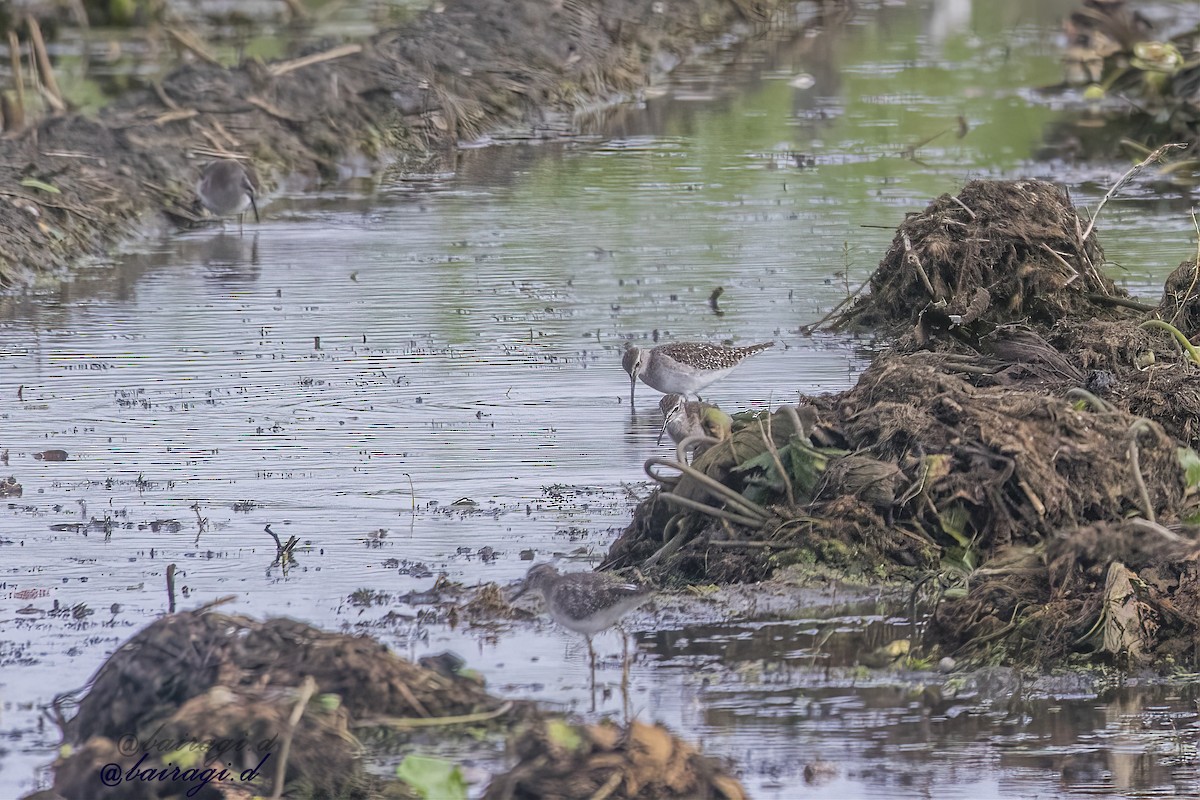 vodouš bahenní - ML645167486