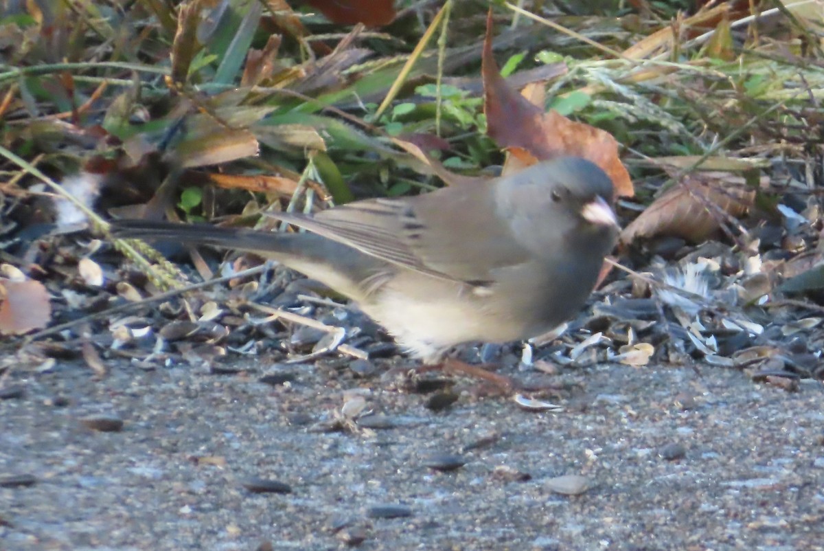 Dark-eyed Junco - ML645167489