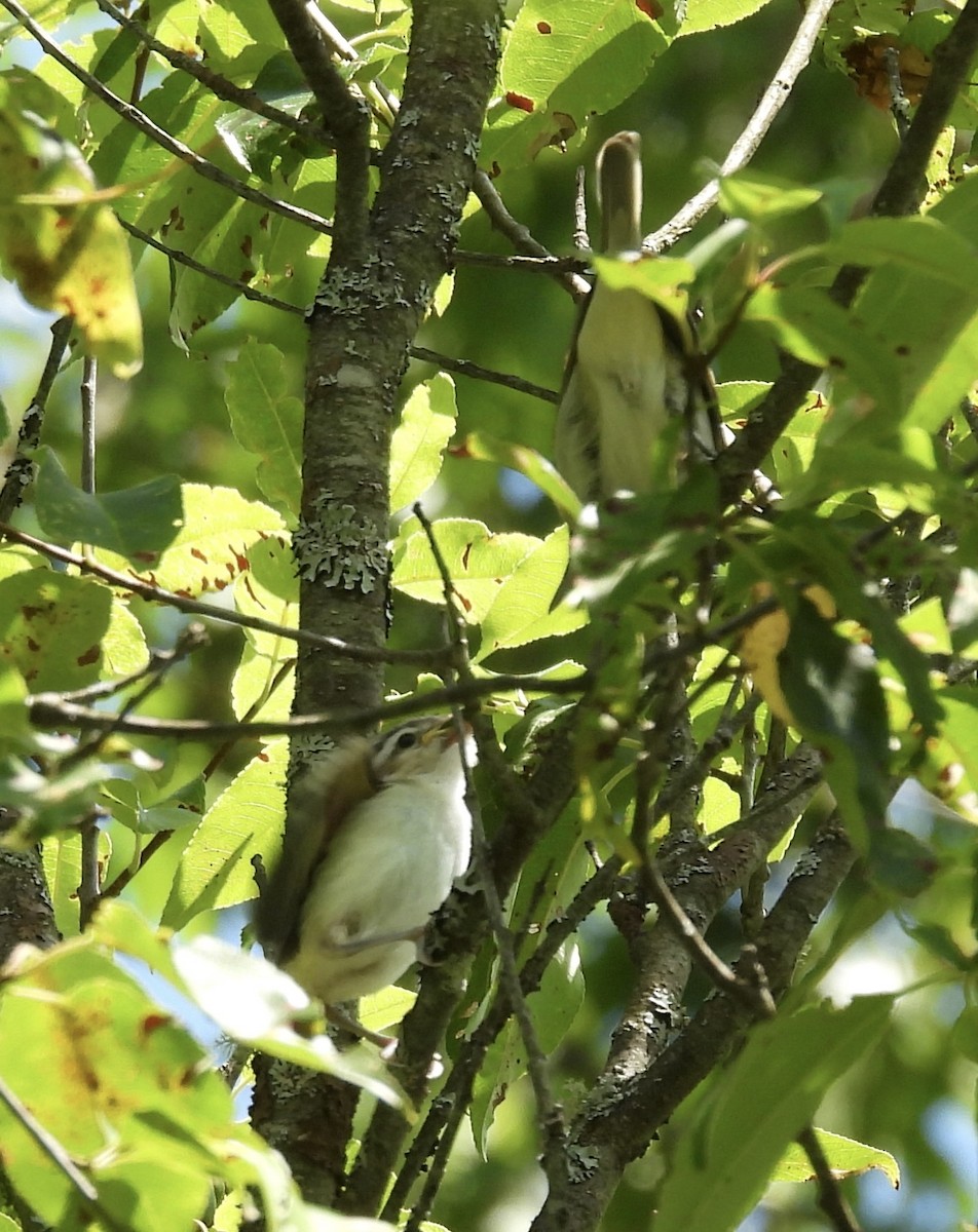 Красноглазый виреон - ML645167491