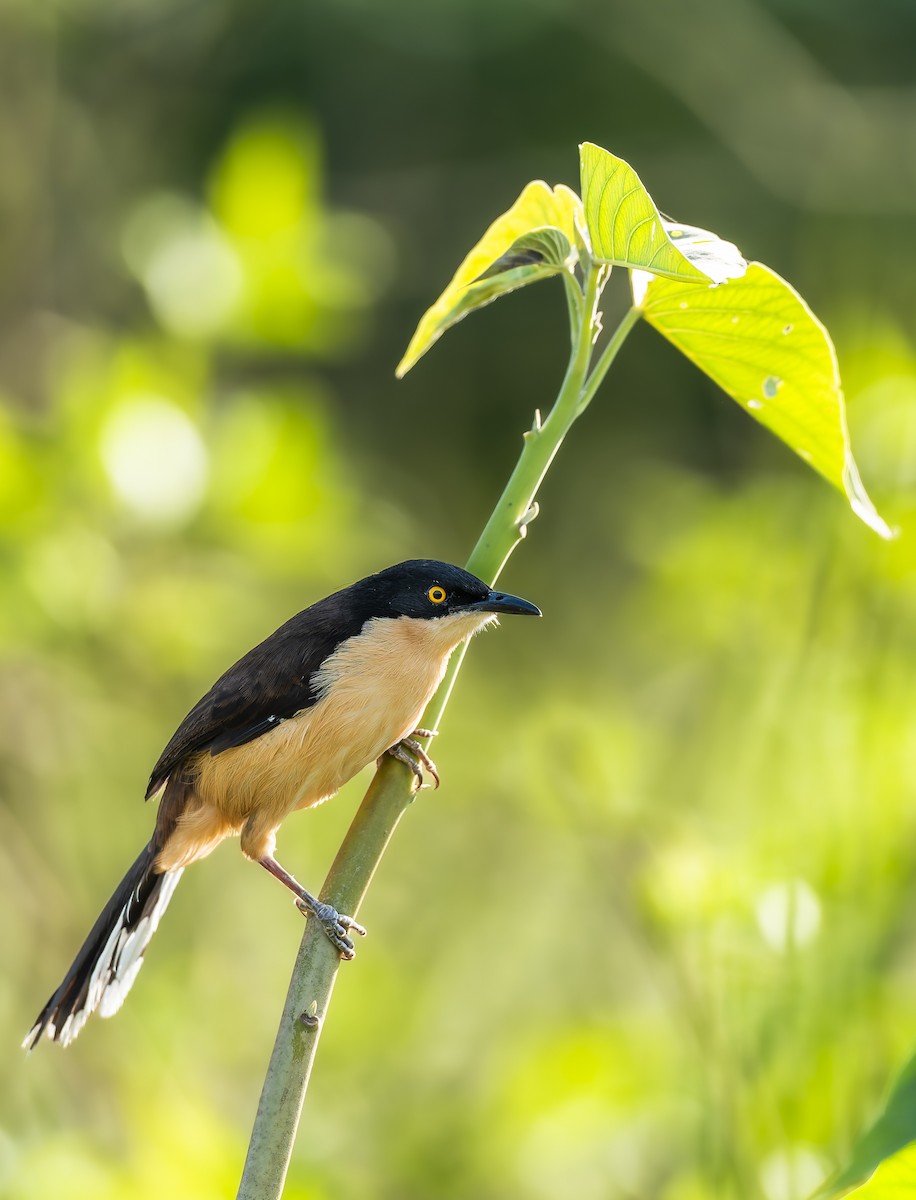 ミズベマネシツグミ - ML645167493