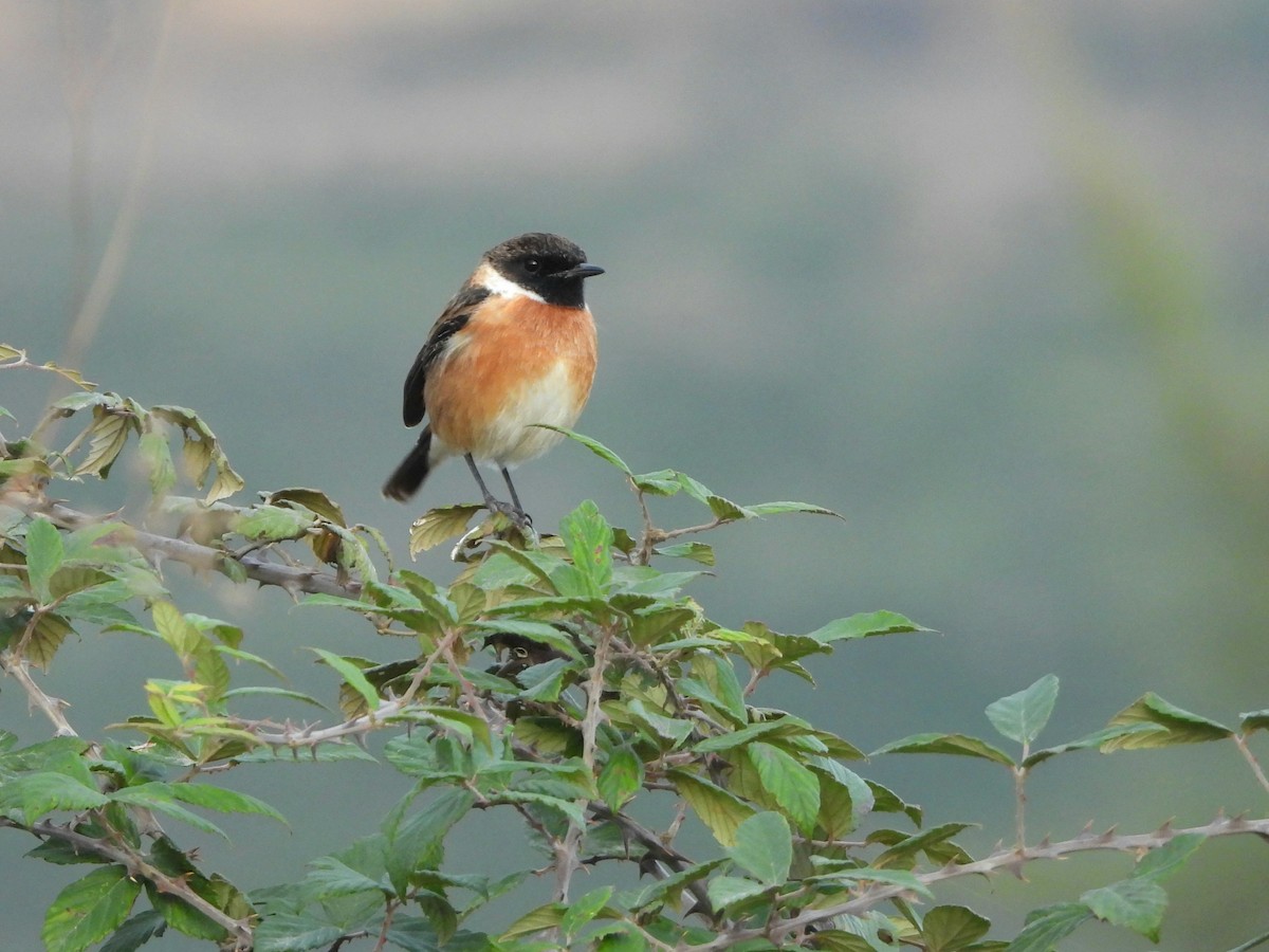 Трав'янка чорноголова - ML645167495