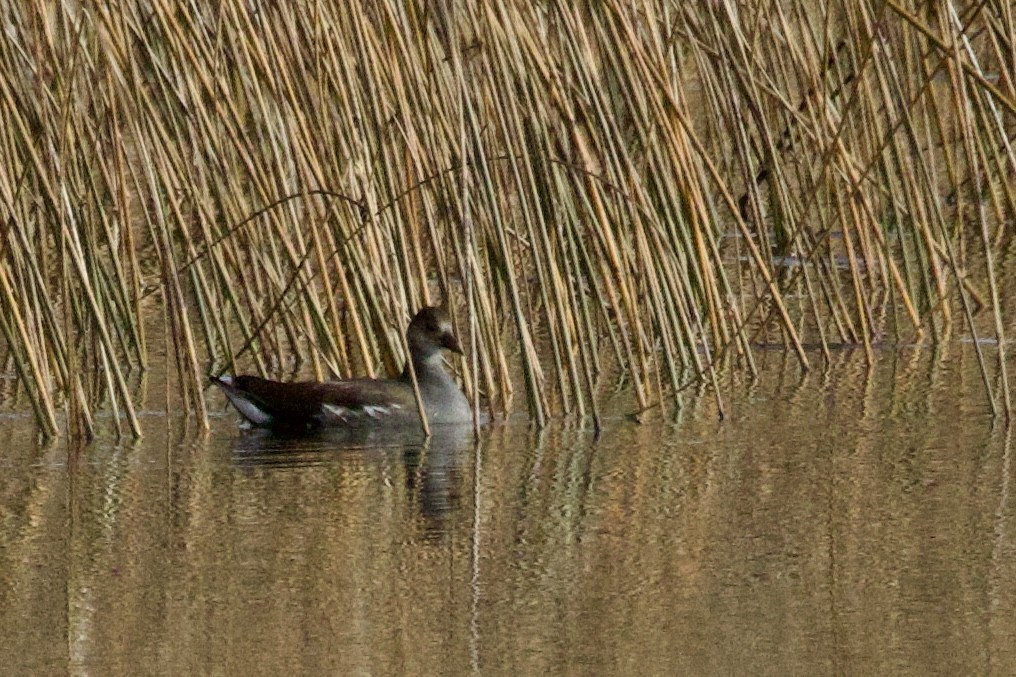 slípka americká - ML645167496