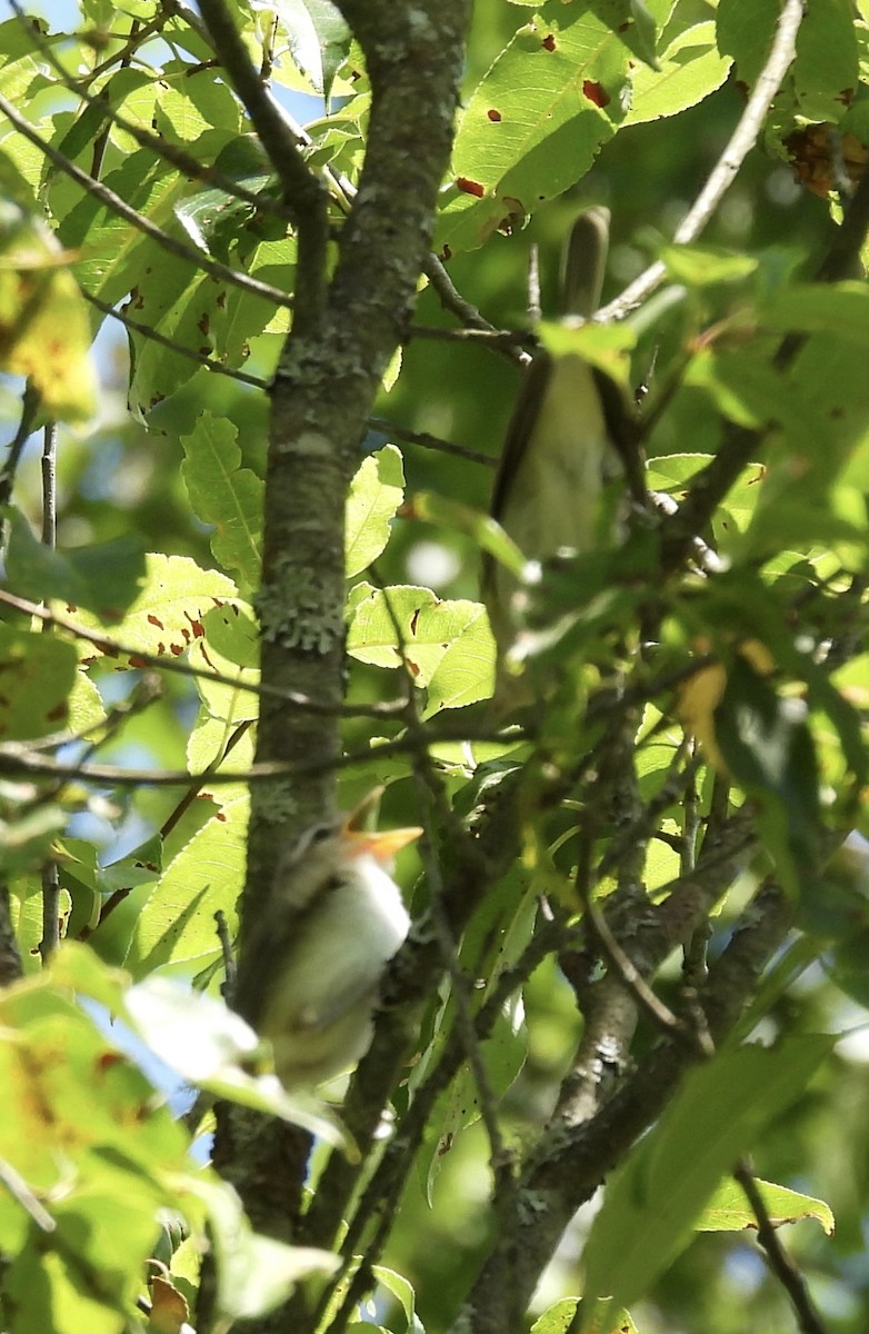 Красноглазый виреон - ML645167513