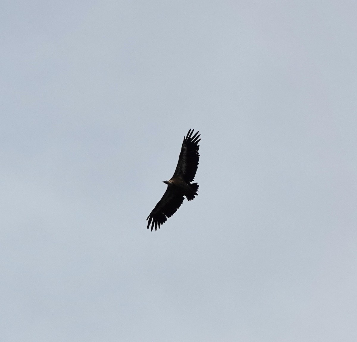 Eurasian Griffon - ML645167514