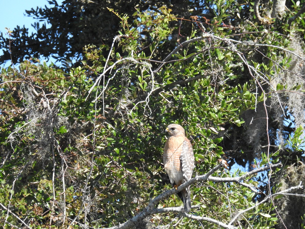 Red-shouldered Hawk - ML645167520
