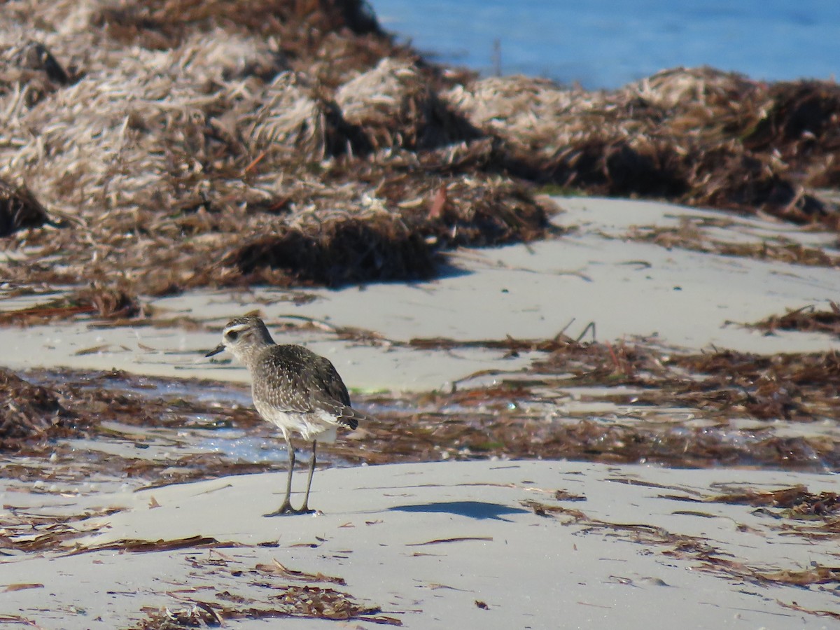 American Golden-Plover - ML645167533