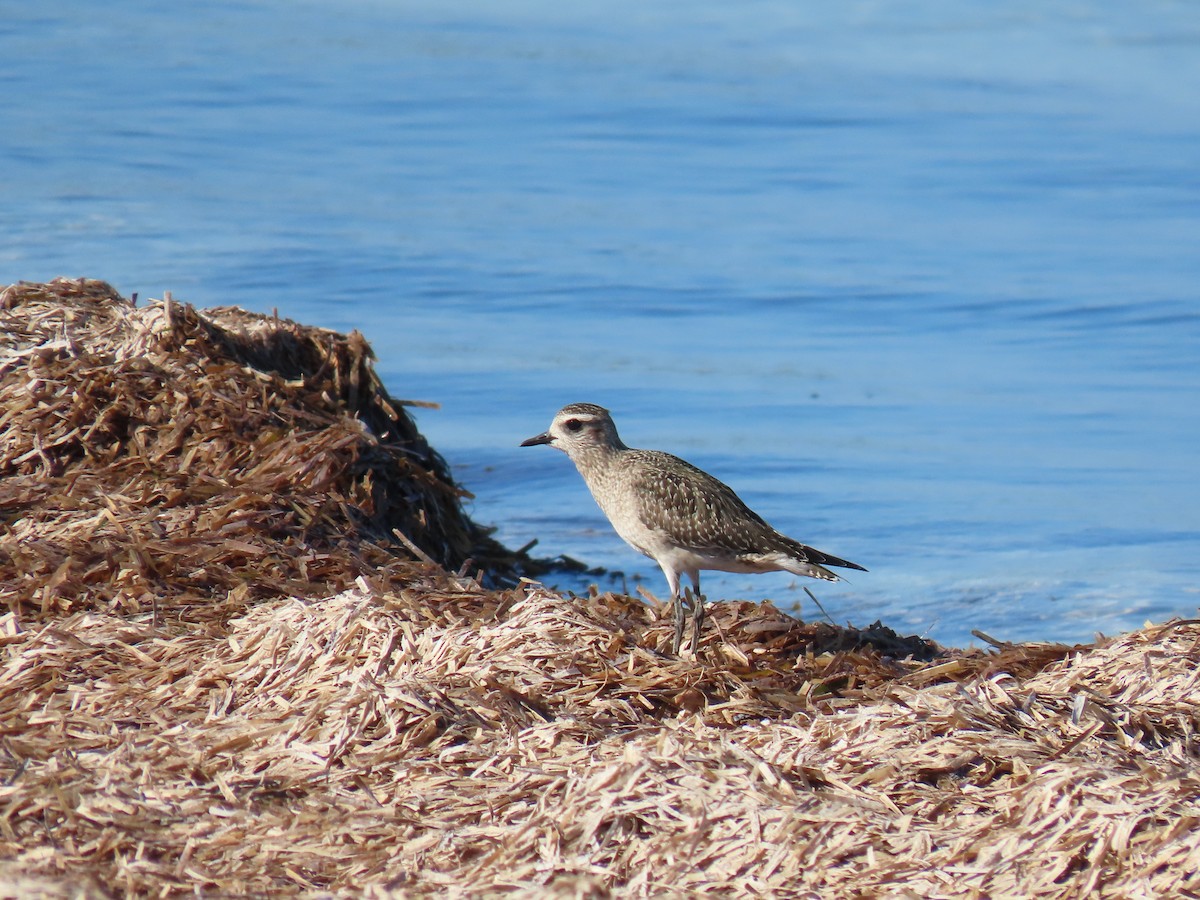 American Golden-Plover - ML645167534