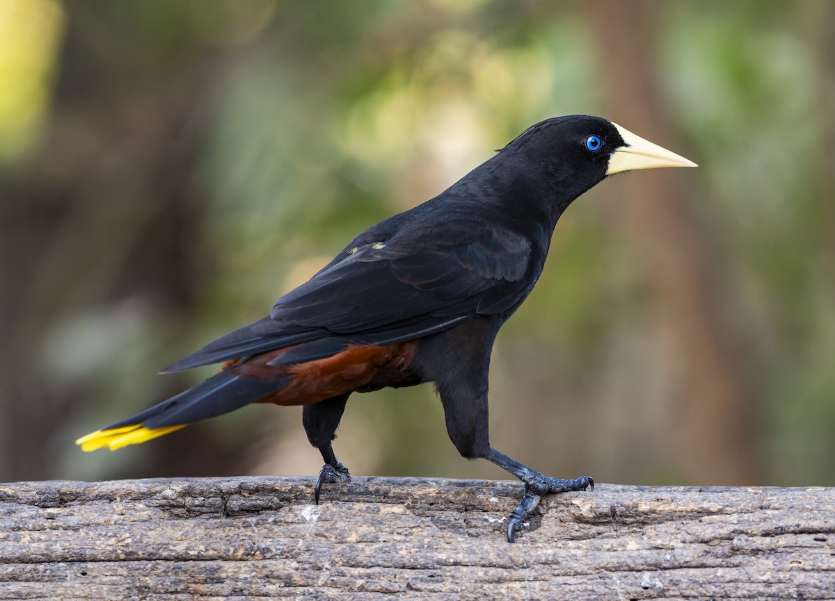 カンムリオオツリスドリ - ML645167535