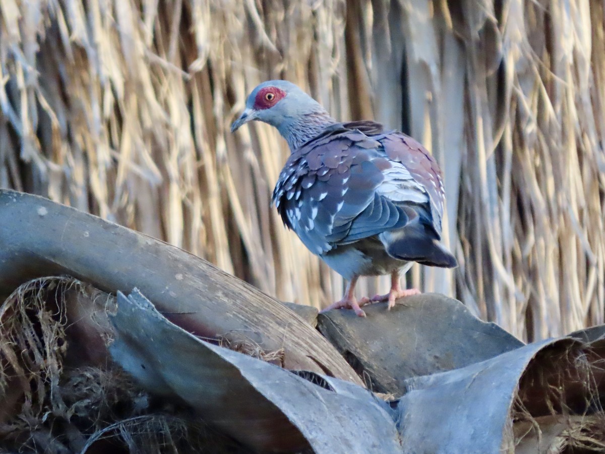 Paloma de Guinea - ML645167537