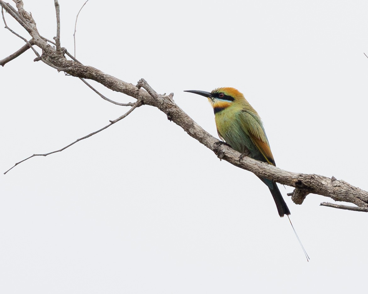 Rainbow Bee-eater - ML645167538