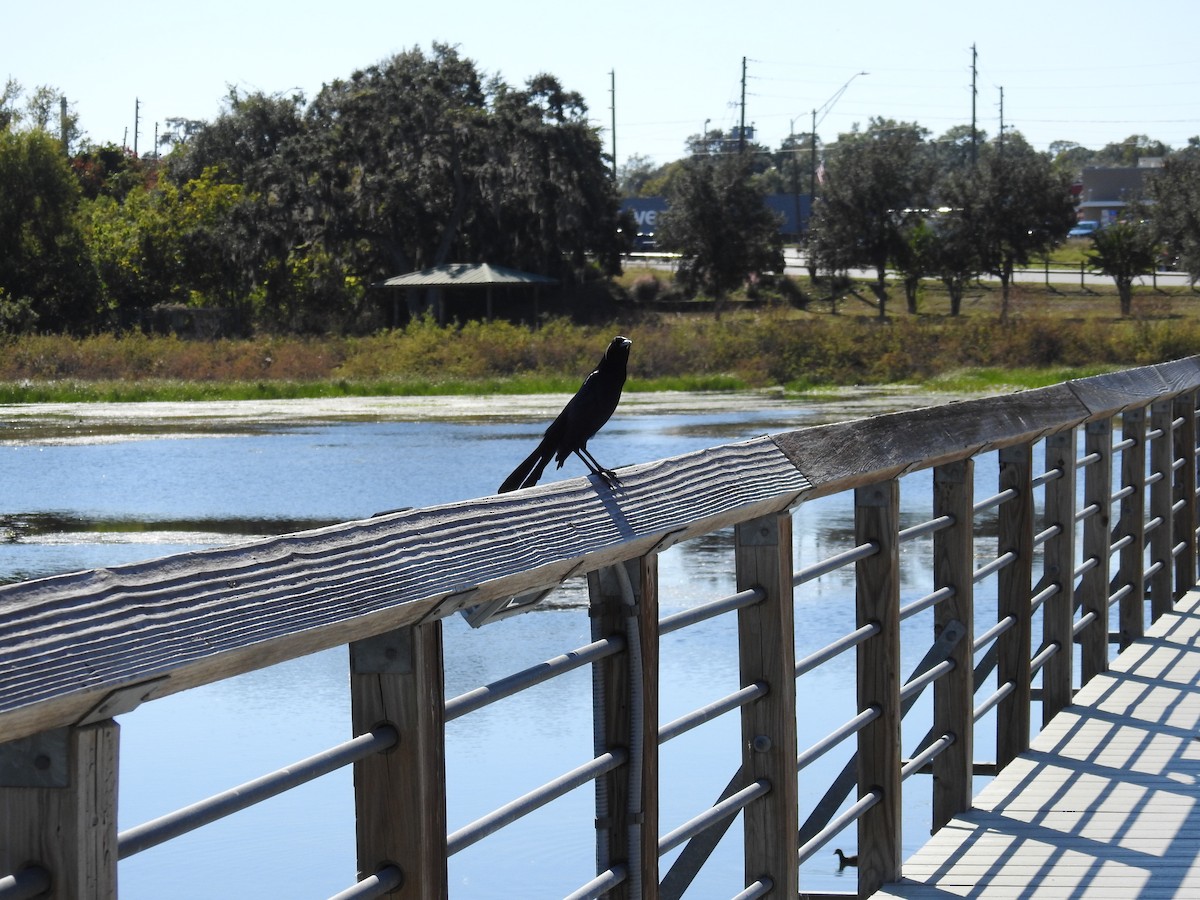 Boat-tailed Grackle - ML645167541