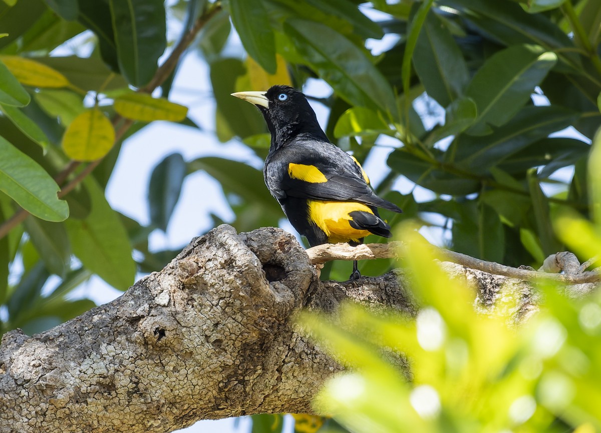 キゴシツリスドリ - ML645167558