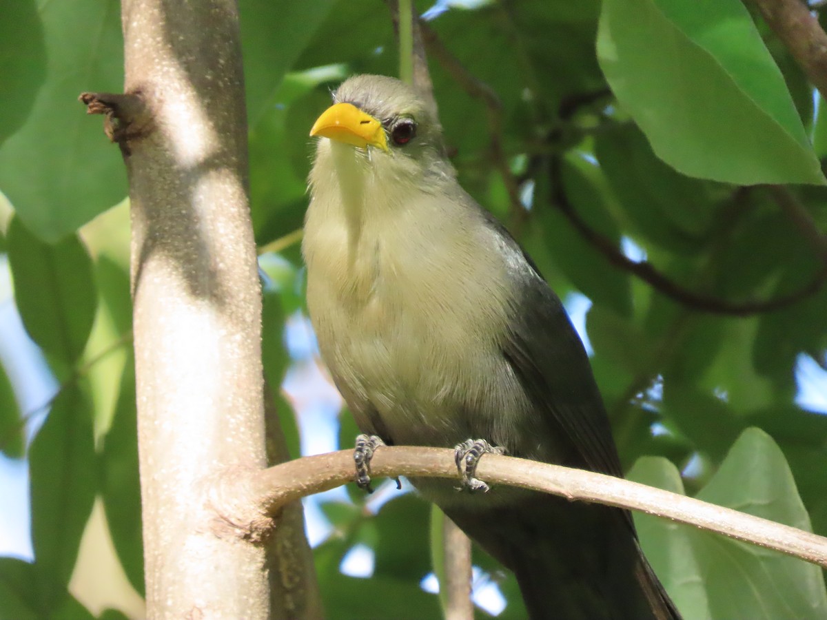 Green Malkoha - ML645167568