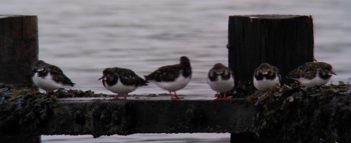 キョウジョシギ - ML645167569