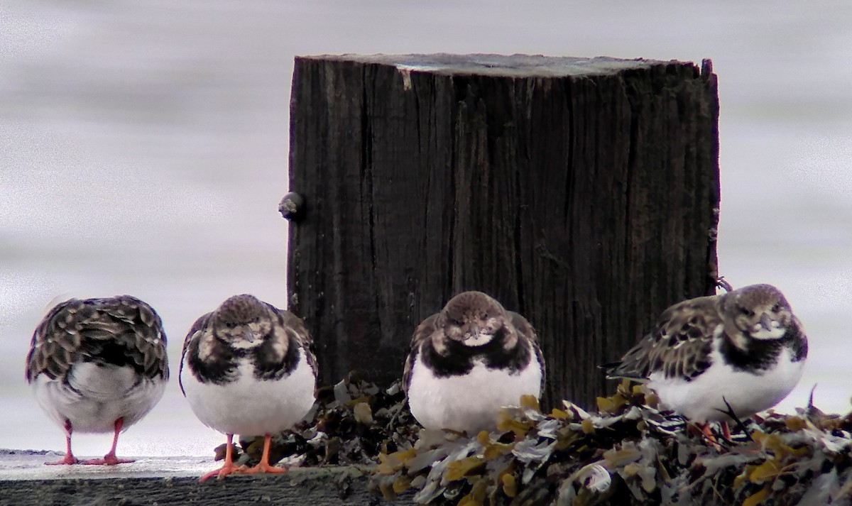 キョウジョシギ - ML645167570