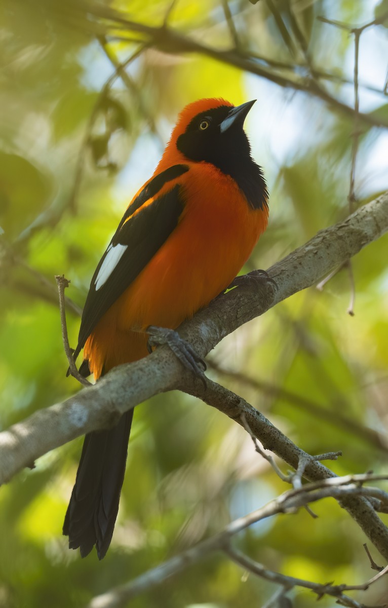 コシアカムクドリモドキ - ML645167572