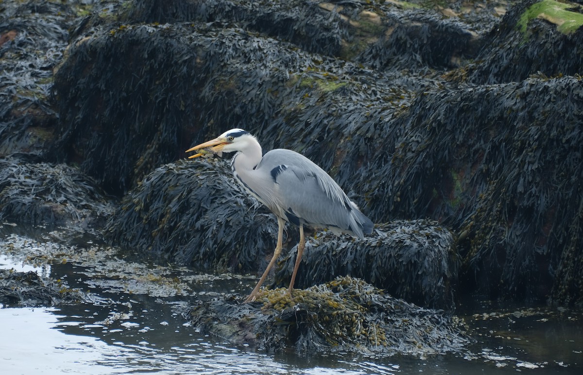 Хөх дэглий - ML645167589