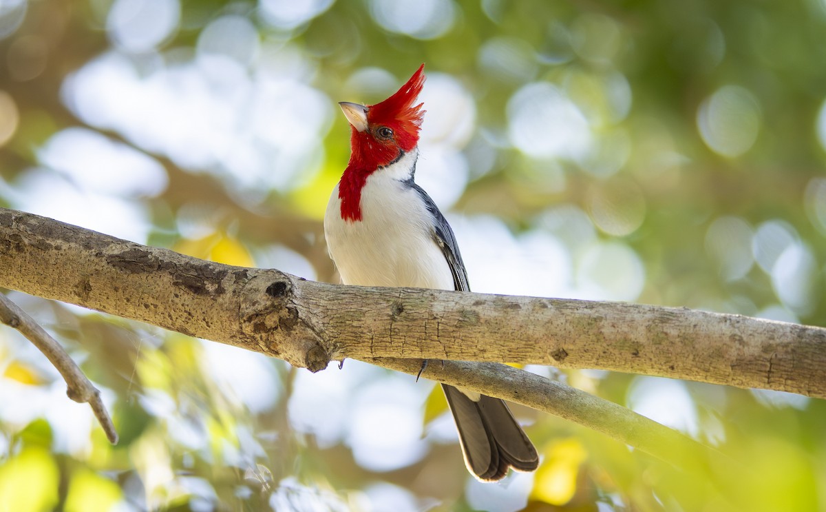 コウカンチョウ - ML645167607