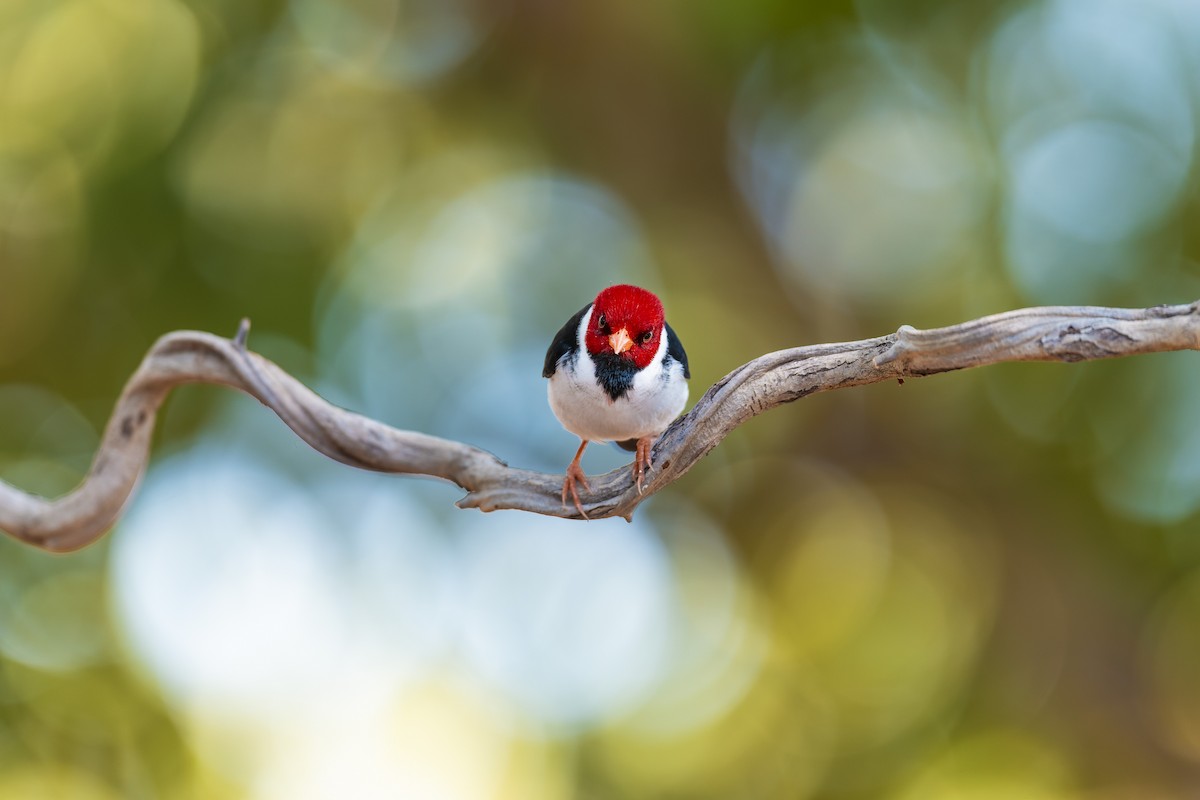 キバシコウカンチョウ - ML645167610