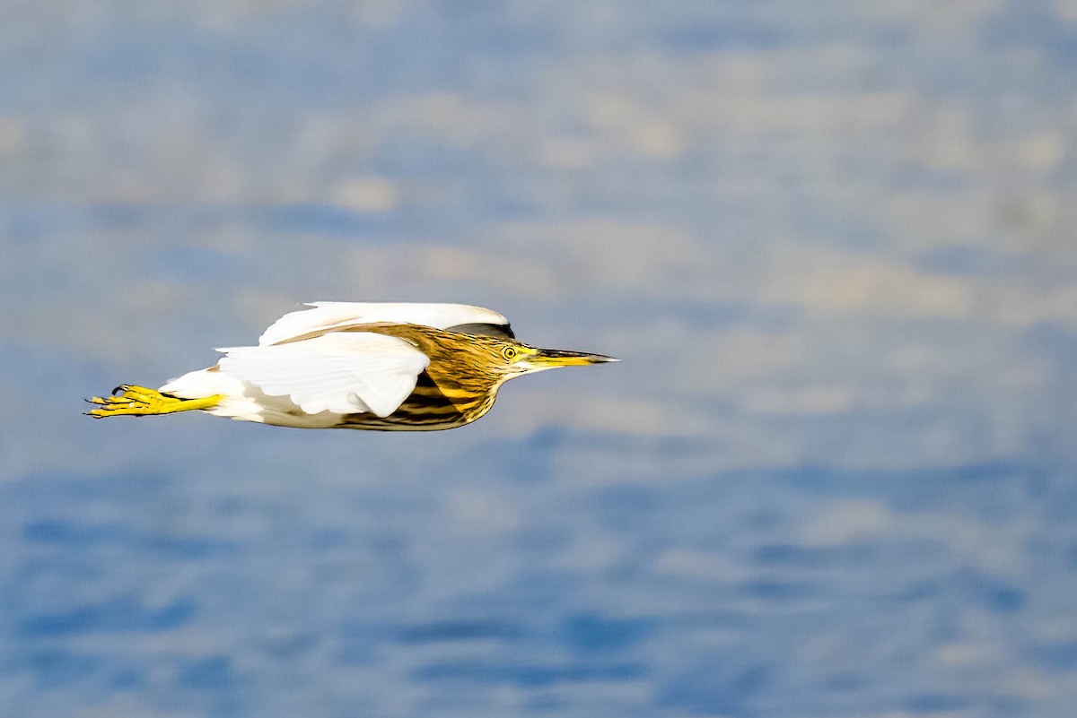 Индийская прудовая цапля - ML645167611