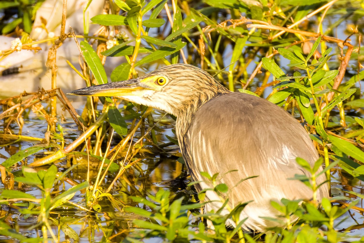 Индийская прудовая цапля - ML645167612