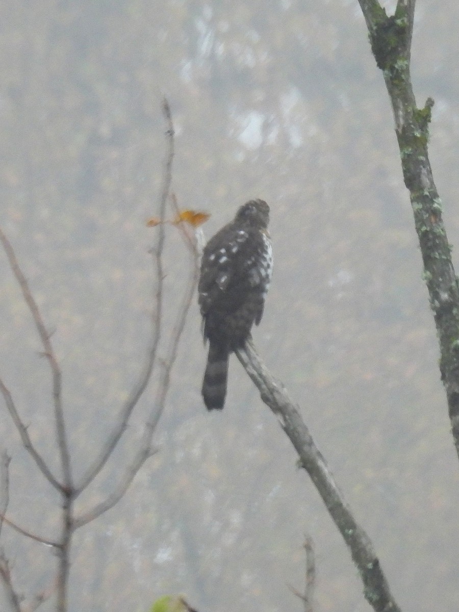 Cooper's Hawk - ML645167620