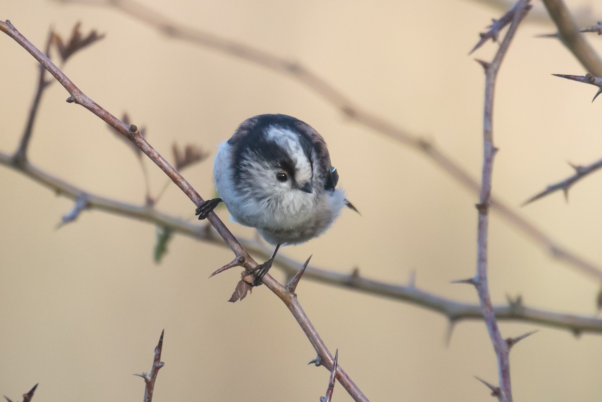 Long-tailed Tit - ML645167625
