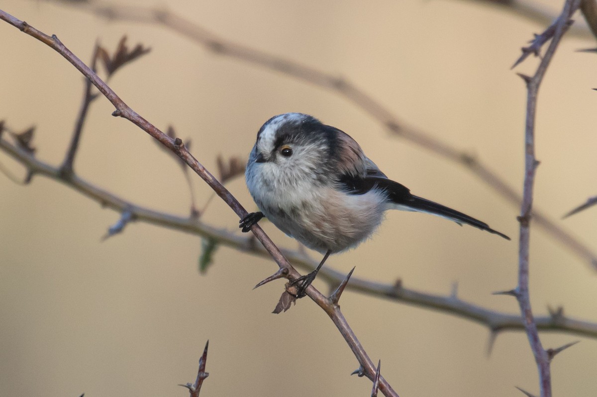 Long-tailed Tit - ML645167626