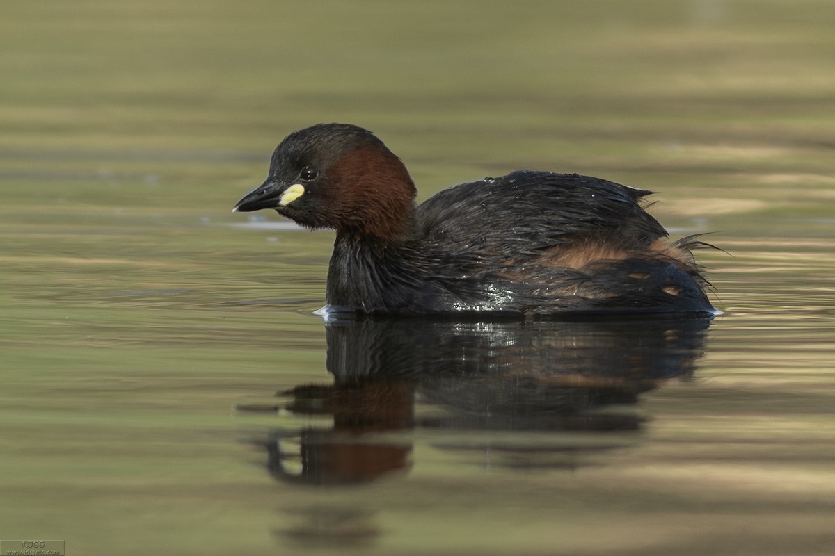 Little Grebe - ML645167639