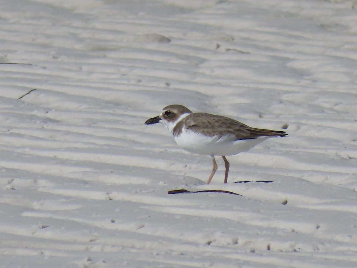 Wilson's Plover - ML645167645