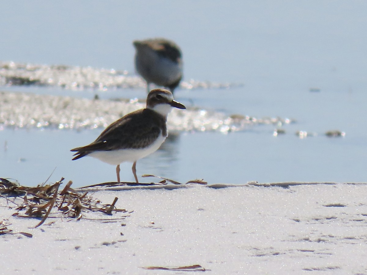 Wilson's Plover - ML645167646