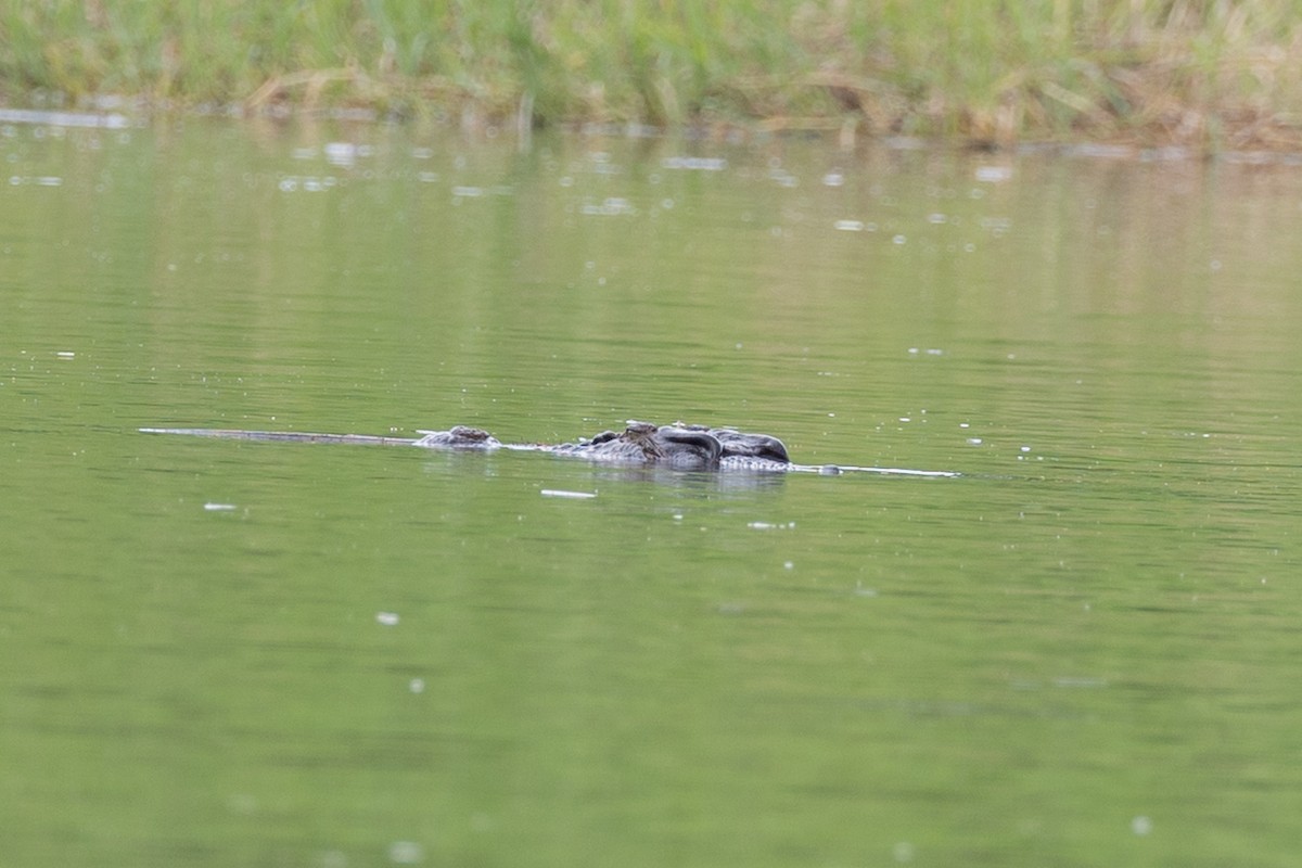 Saltwater Crocodile - ML645167647