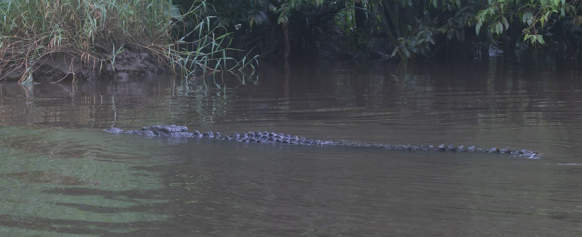 Saltwater Crocodile - ML645167648