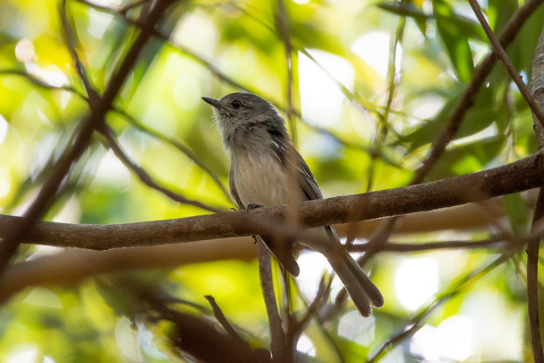 Gray-headed Elaenia - ML645167652