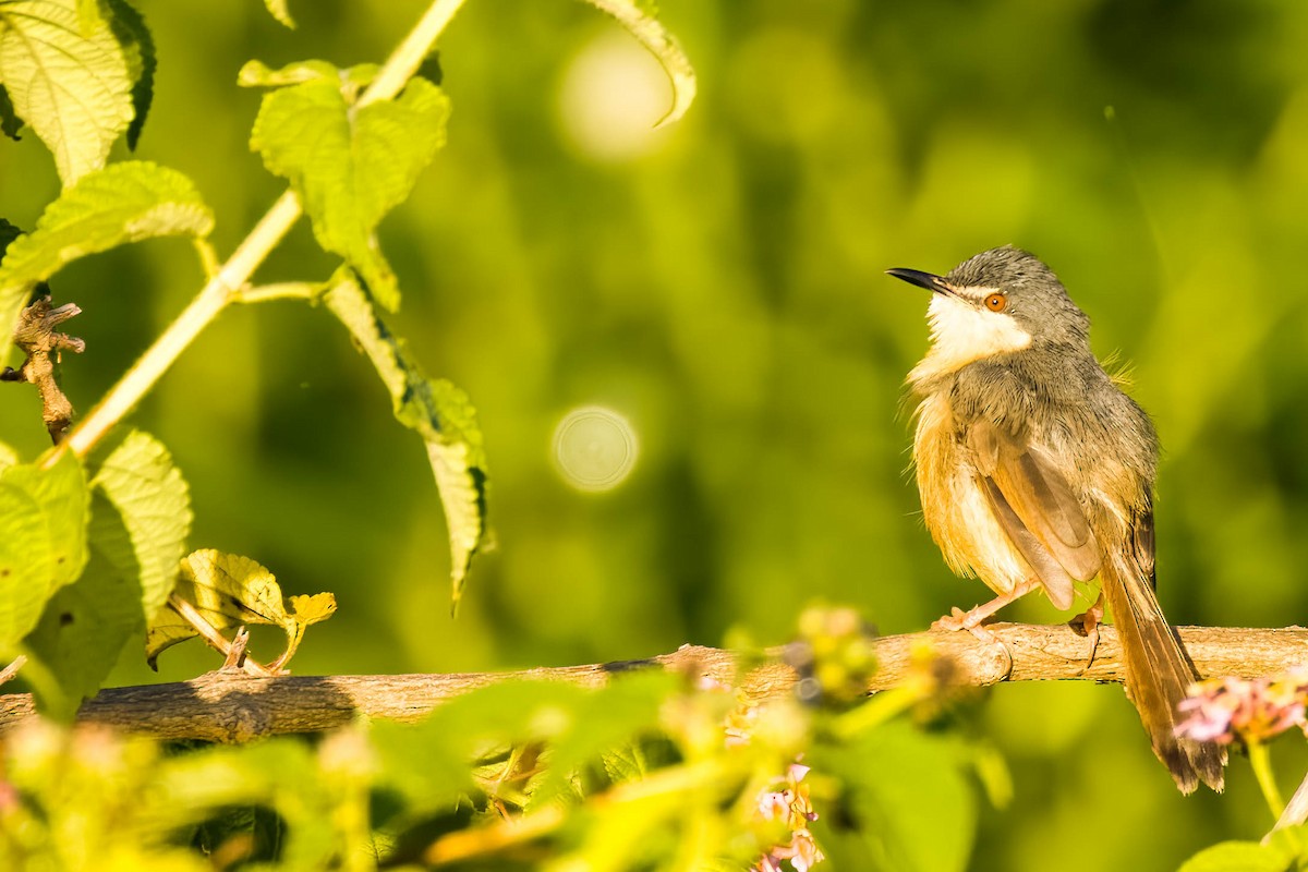 Ashy Prinia - ML645167653