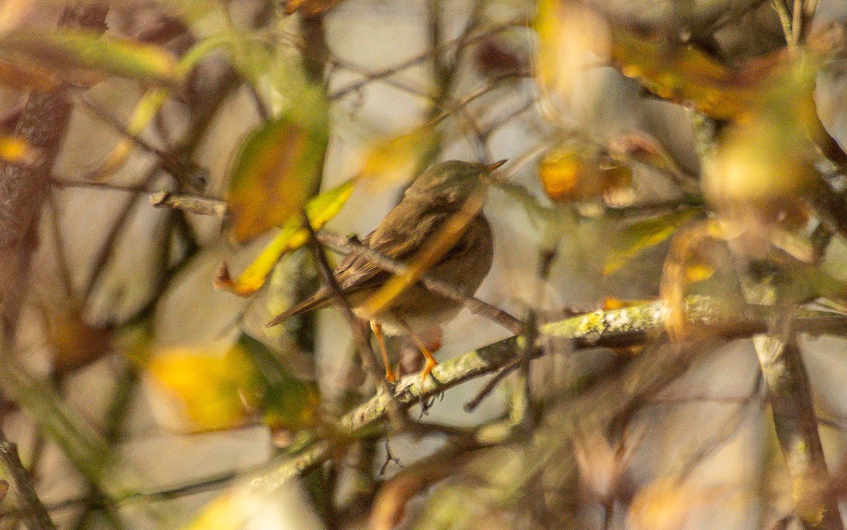 Esmer Çıvgın - ML645167655