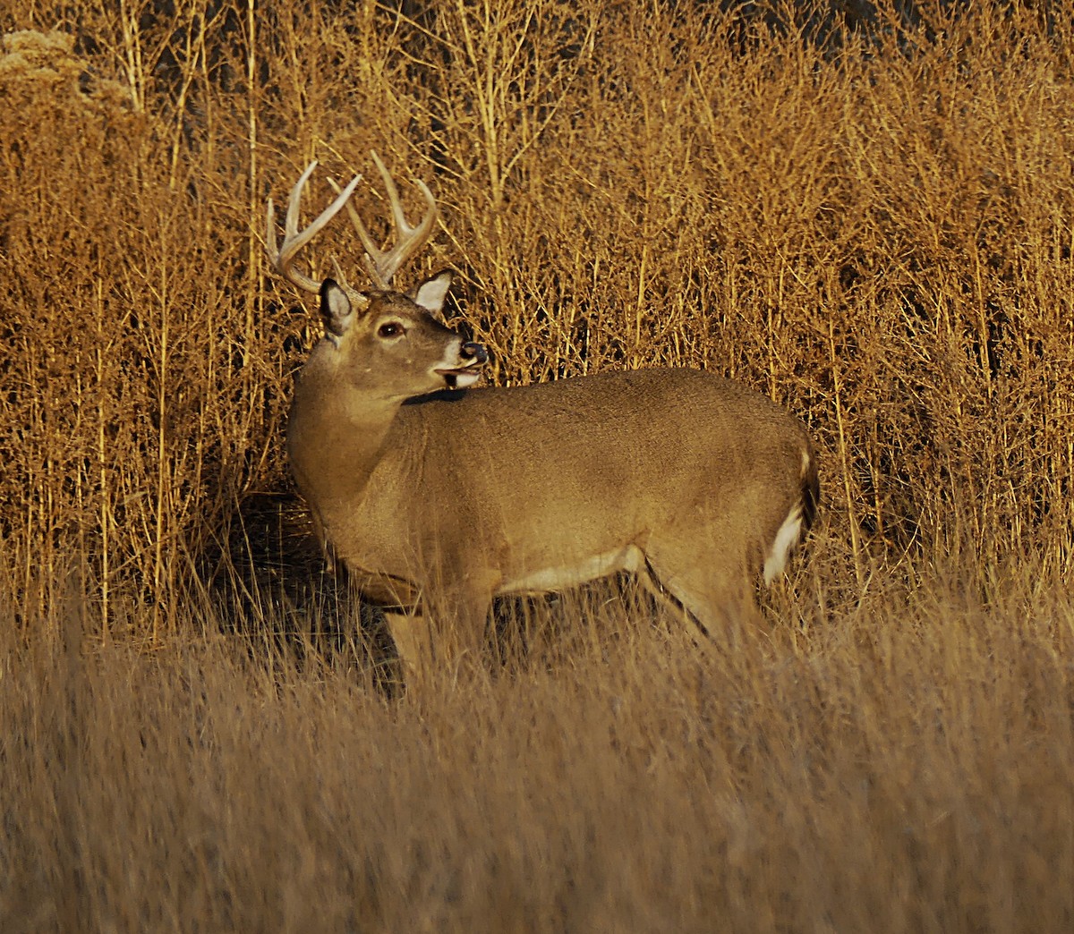 White-tailed Deer - ML645167657