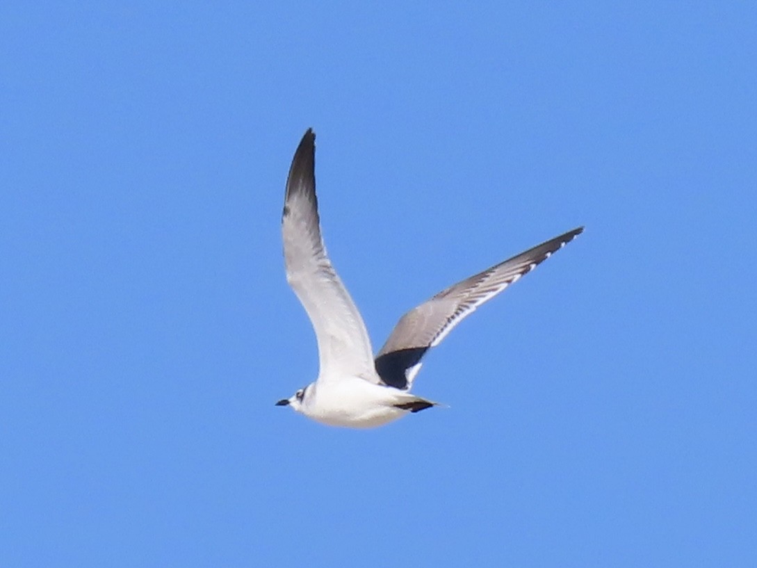 弗氏鷗 - ML645167658