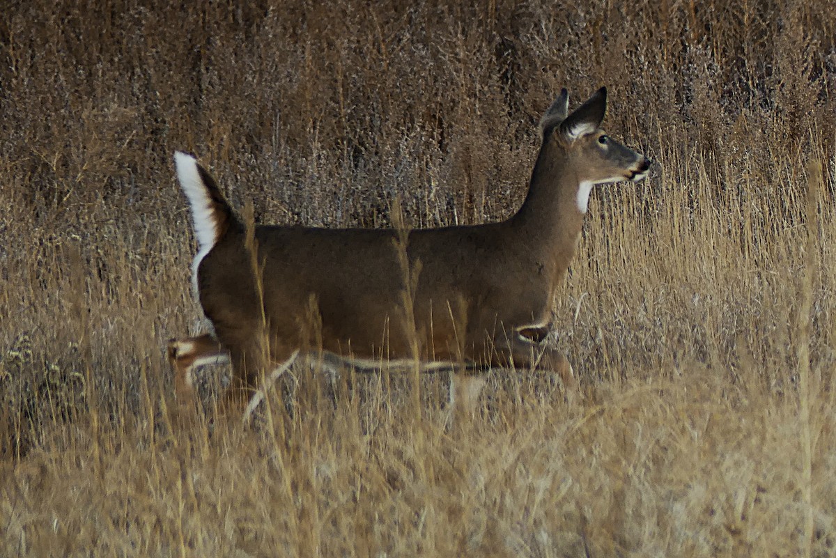 White-tailed Deer - ML645167662