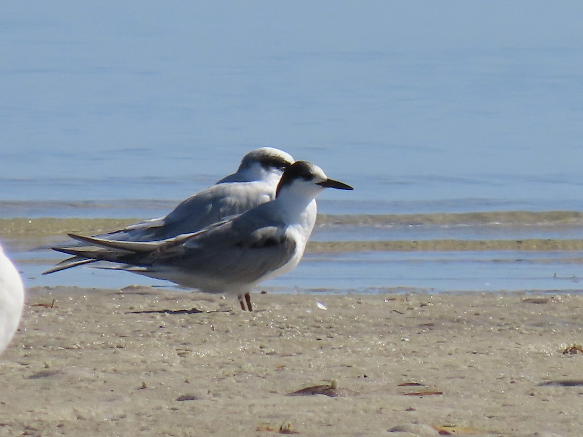 燕鷗 - ML645167665