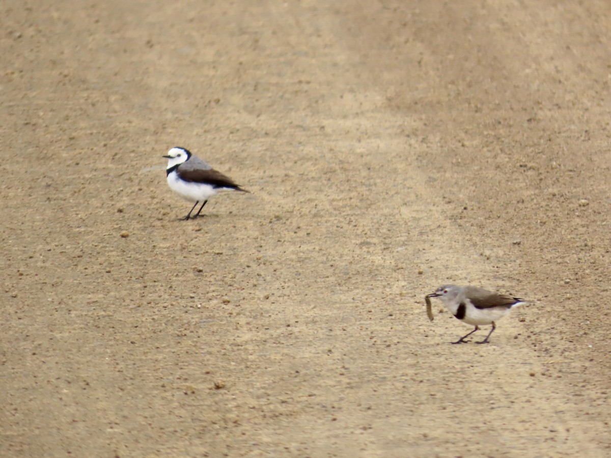 White-fronted Chat - ML645167668